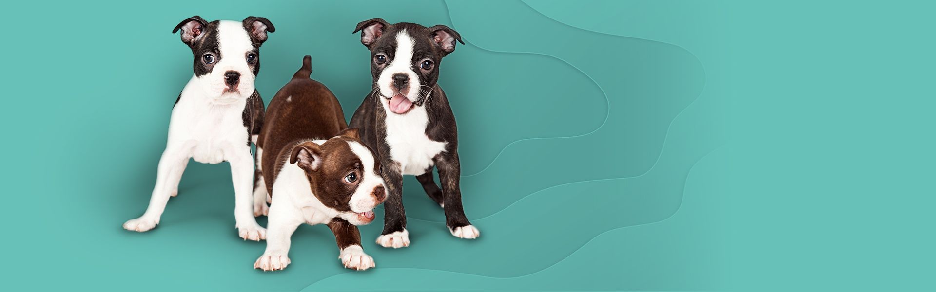 A friendly pet, representing the customers served by Independence American Insurance Company.