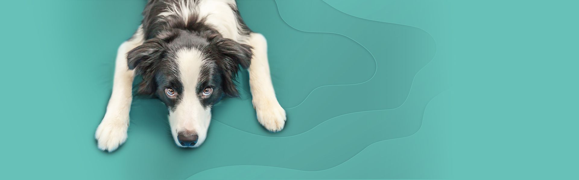 A border collie lying down against a teal background.