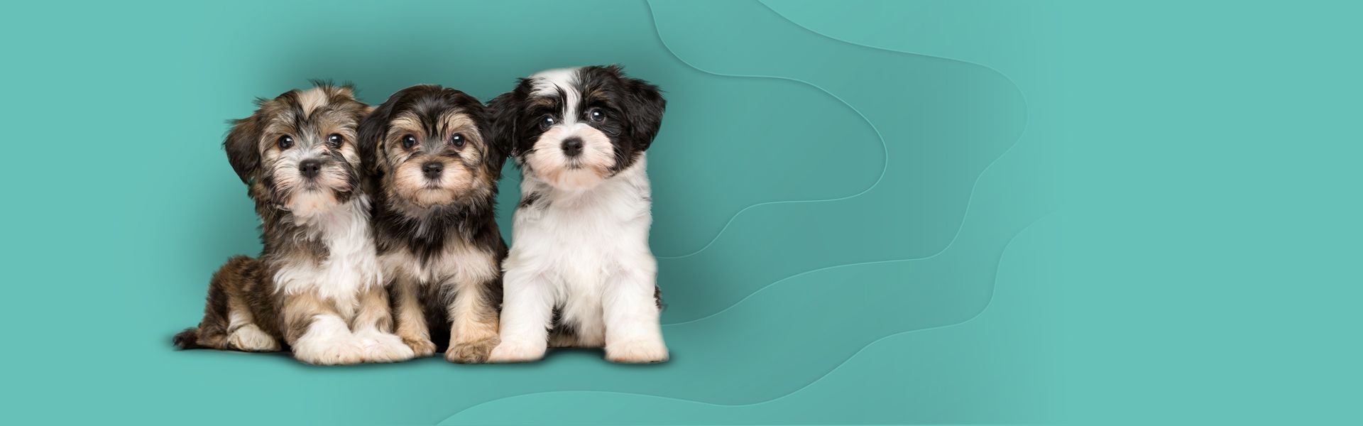 Three fluffy puppies sitting side by side against a teal background.