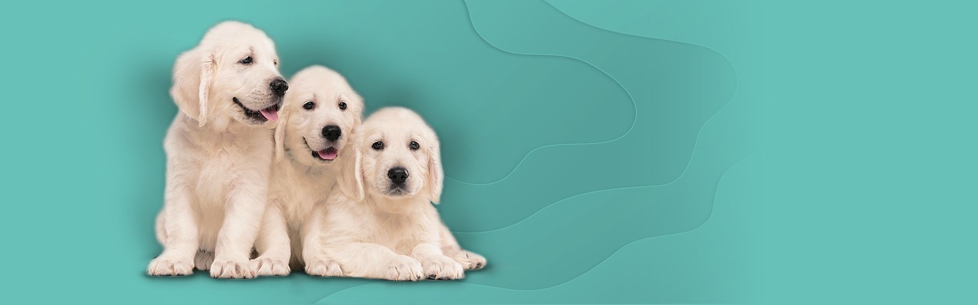 Three golden retriever puppies sitting together against a teal background.