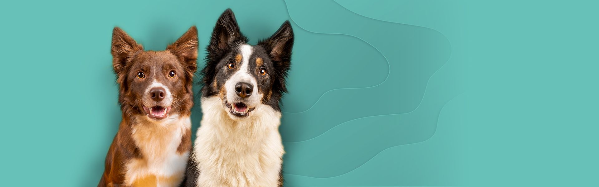 Two smiling border collies against a teal background.